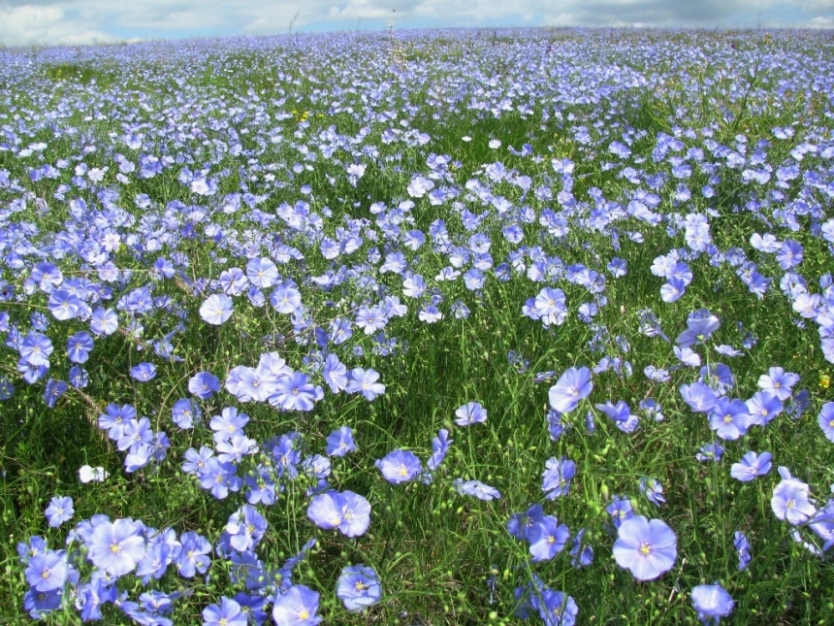 Image of Linum austriacum specimen.