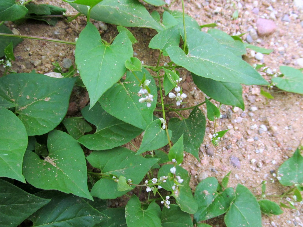 Изображение особи Fallopia convolvulus.