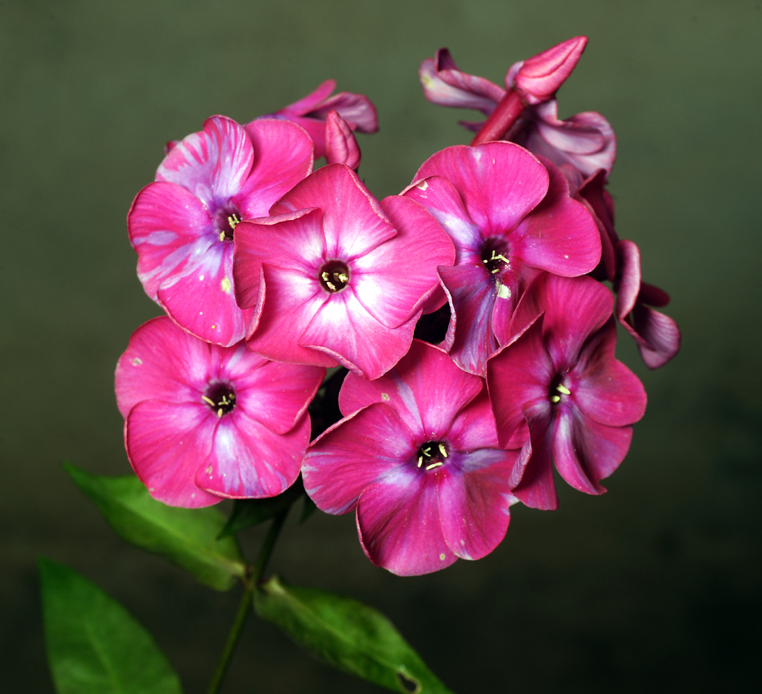 Изображение особи Phlox paniculata.