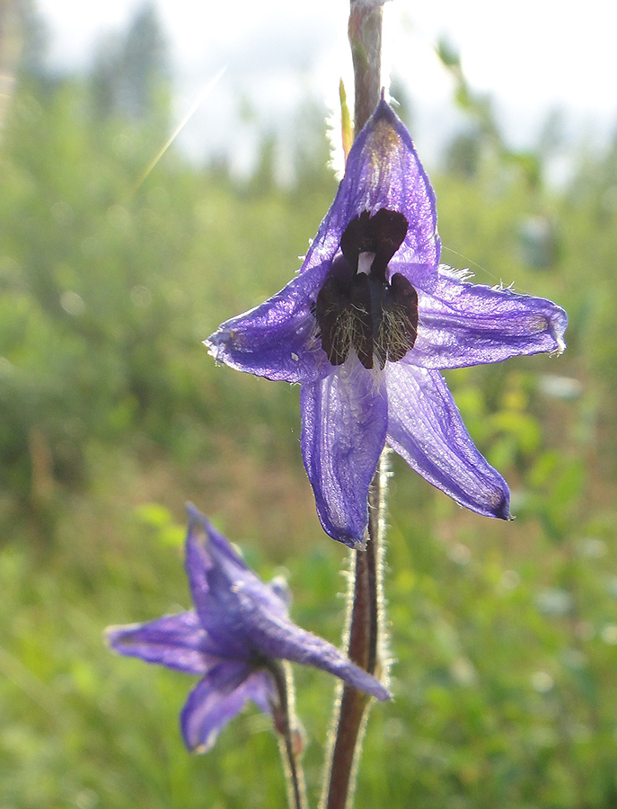 Изображение особи Delphinium crassifolium.