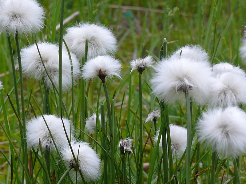 Изображение особи Eriophorum scheuchzeri.