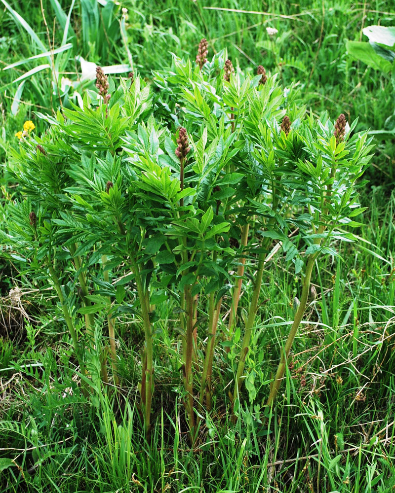 Изображение особи Dictamnus angustifolius.