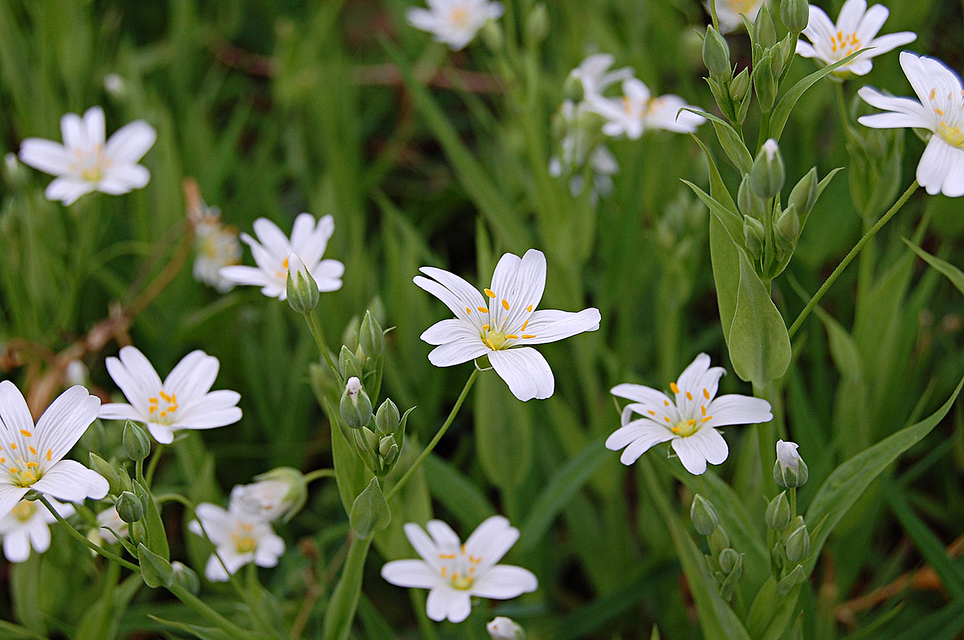 Image of Stellaria holostea specimen.