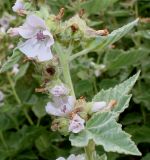 Althaea officinalis