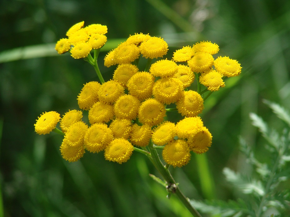 Изображение особи Tanacetum vulgare.