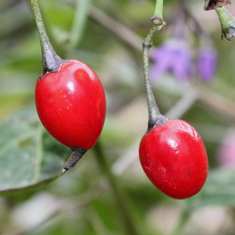 Изображение особи Solanum dulcamara.