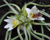 Ornithogalum