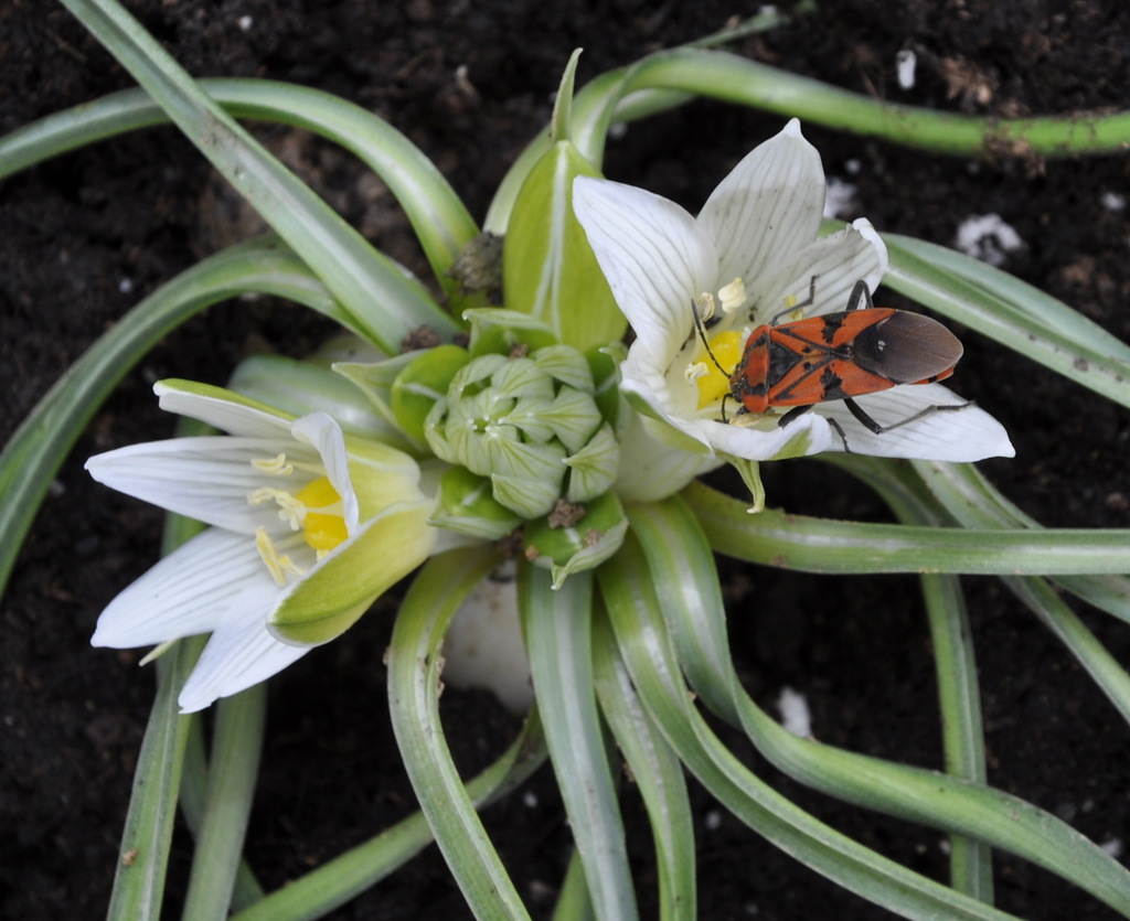 Изображение особи род Ornithogalum.