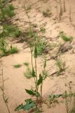 Rumex thyrsiflorus. Цветущее растение на песчаном пляже. Ленинградская обл., пойма р. Луга у дер. Кемка. 12.06.2009.