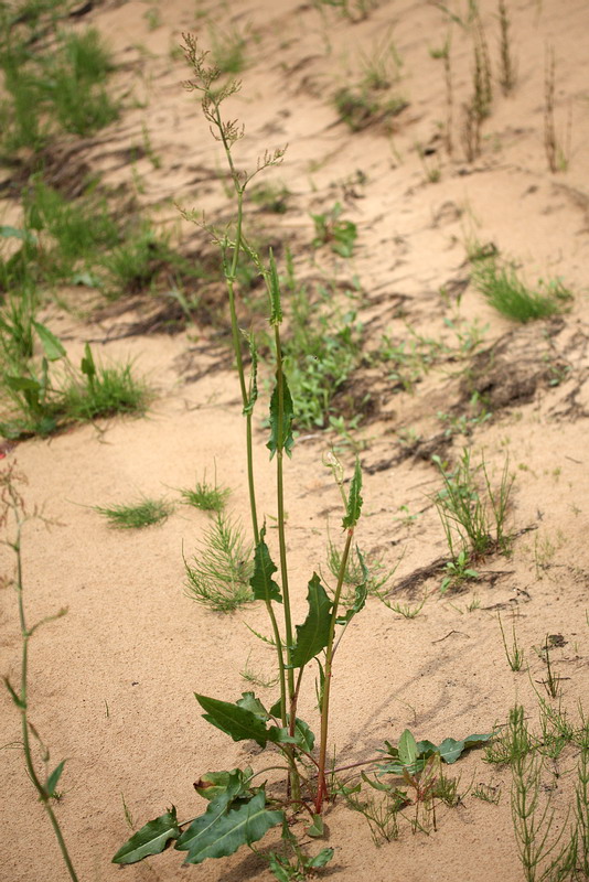 Изображение особи Rumex thyrsiflorus.