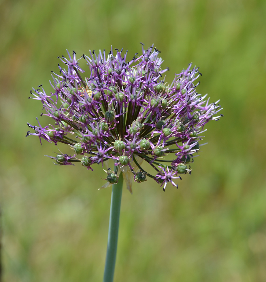 Изображение особи Allium cyrilli.