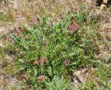 Astragalus brachycarpus. Цветущее растение. Армения, Вайоц Дзор, окр. монастыря Спитакавор. 02.05.2013.