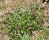 Astragalus brachycarpus