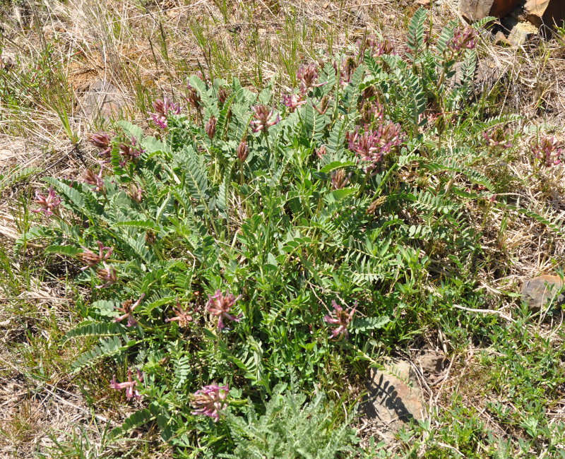 Image of Astragalus brachycarpus specimen.