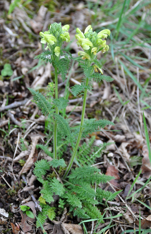 Изображение особи Pedicularis sibthorpii.