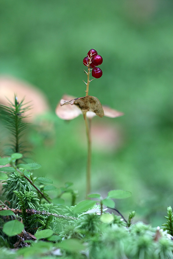 Изображение особи Maianthemum bifolium.