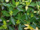 Euonymus japonicus. Верхушки побегов ('Aureovariegata'). Германия, г. Дюссельдорф, Ботанический сад университета. 02.03.2014.