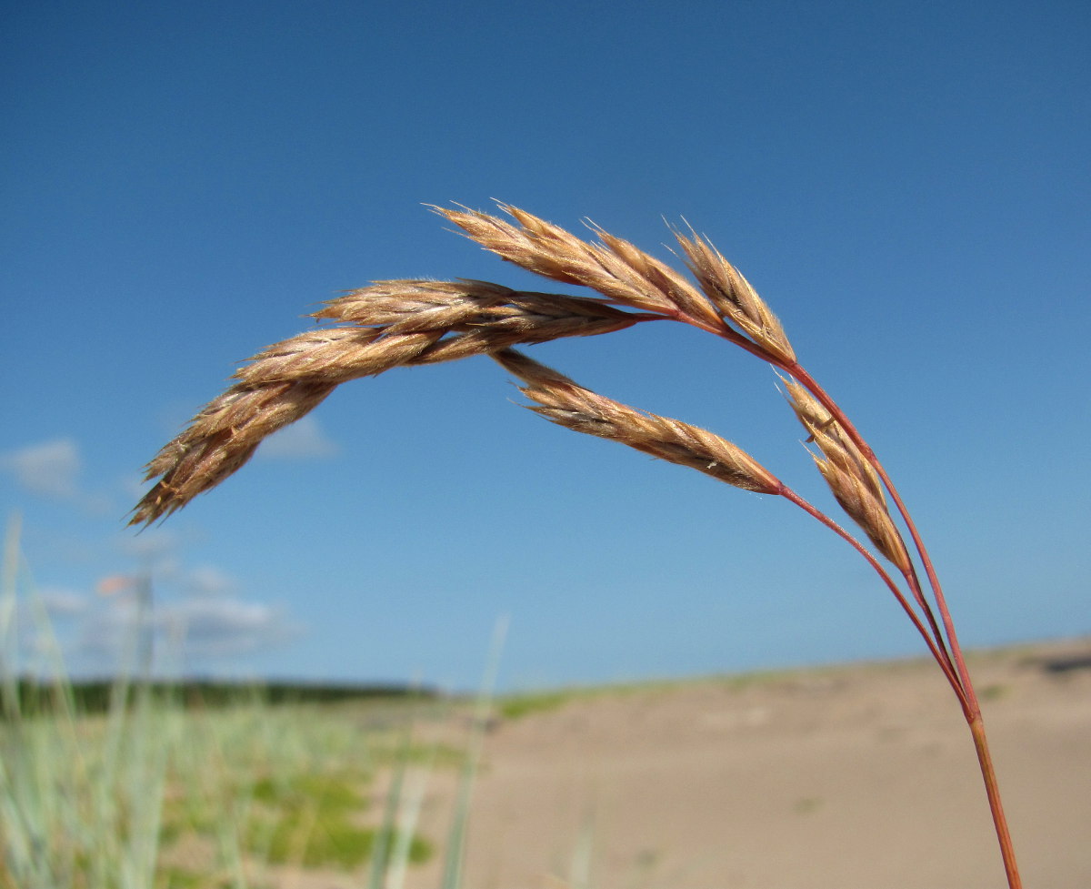 Image of Festuca arenaria specimen.