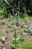 Lilium pilosiusculum. Цветущие растения. Бурятия, южная часть Баргузинского хребта, берег ручья Снежного. 15.07.2009.