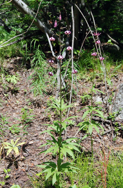 Image of Lilium pilosiusculum specimen.