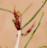 Calligonum polygonoides