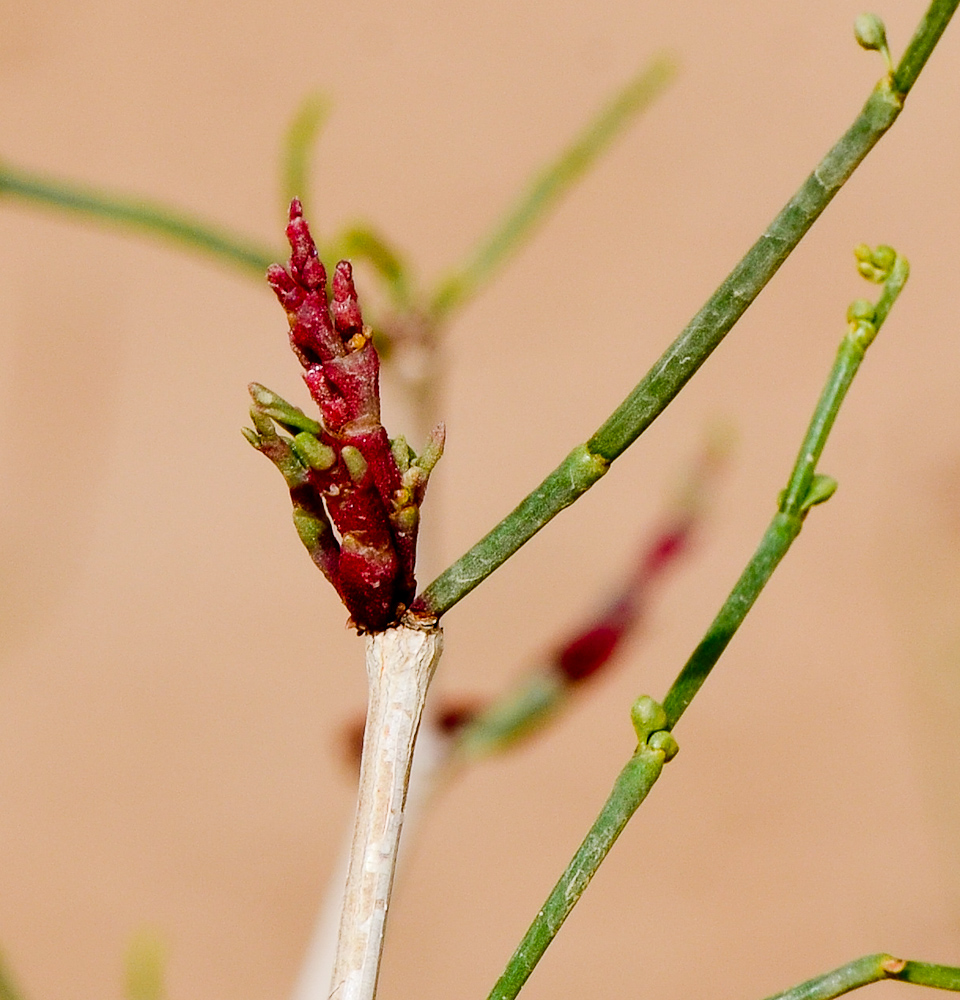 Изображение особи Calligonum polygonoides.