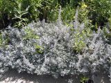 Artemisia stelleriana. Цветущие растения на песчаном пляже. Приморский край, Хасанский р-н, окр. с. Андреевка, приморский луг. 18.08.2013.