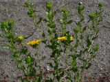 Grindelia squarrosa. Верхняя часть цветущего растения (высота примерно 50 см). Киев, Святошино, обочина Житомирского шоссе. 9 июля 2009 г.