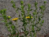 Grindelia squarrosa. Верхняя часть цветущего растения (высота примерно 50 см). Киев, Святошино, обочина Житомирского шоссе. 9 июля 2009 г.