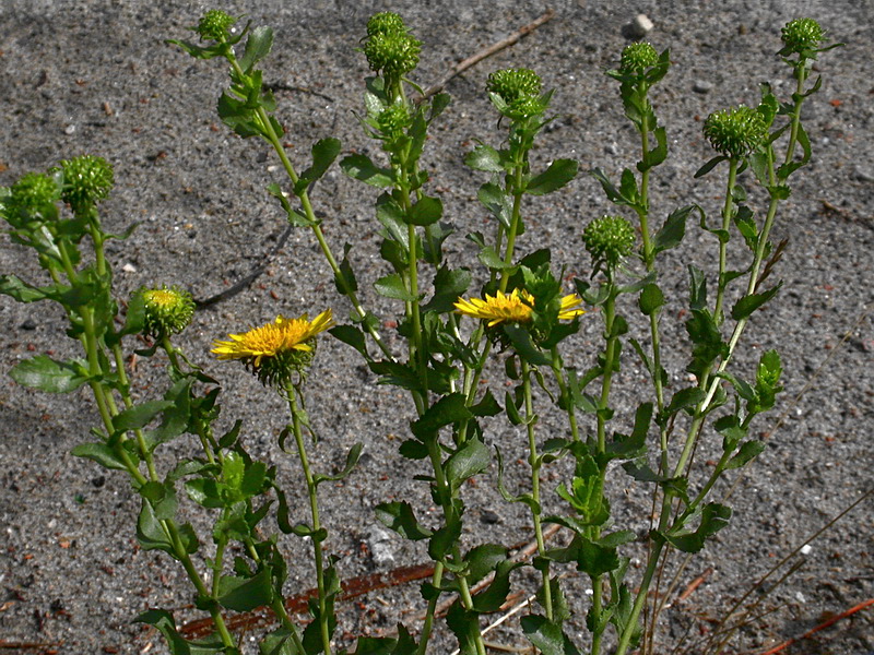 Изображение особи Grindelia squarrosa.