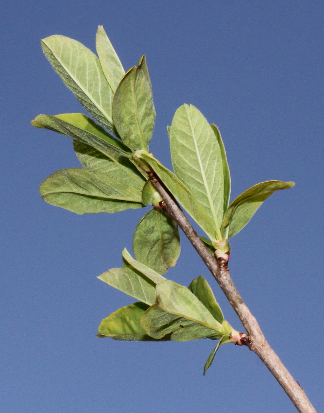 Изображение особи Exochorda giraldii.