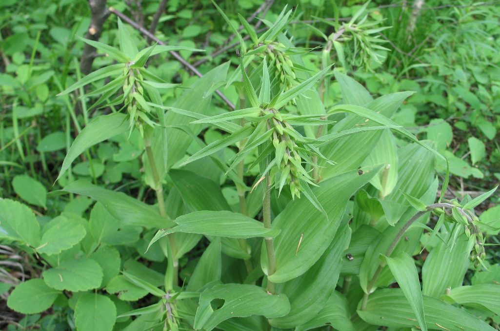 Image of Epipactis papillosa specimen.