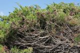 Juniperus phoenicea. Ветви взрослого растения с прошлогодними шишкоягодами. Греция, п-ов Пелопоннес, окр. г. Катаколо. 12.04.2014.