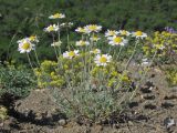 Anthemis tranzscheliana. Цветущее растение. ЮВ Крым, Карадаг, хр. Кок-Кая. 10 мая 2014 г.