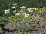 Anthemis tranzscheliana