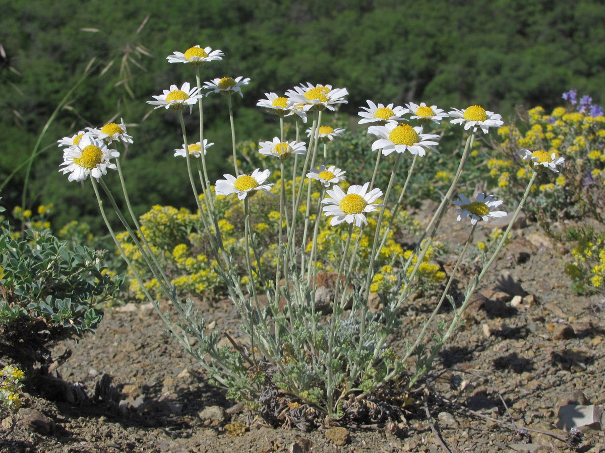 Изображение особи Anthemis tranzscheliana.