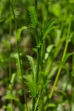 Leucanthemum vulgare