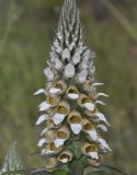Digitalis lanata
