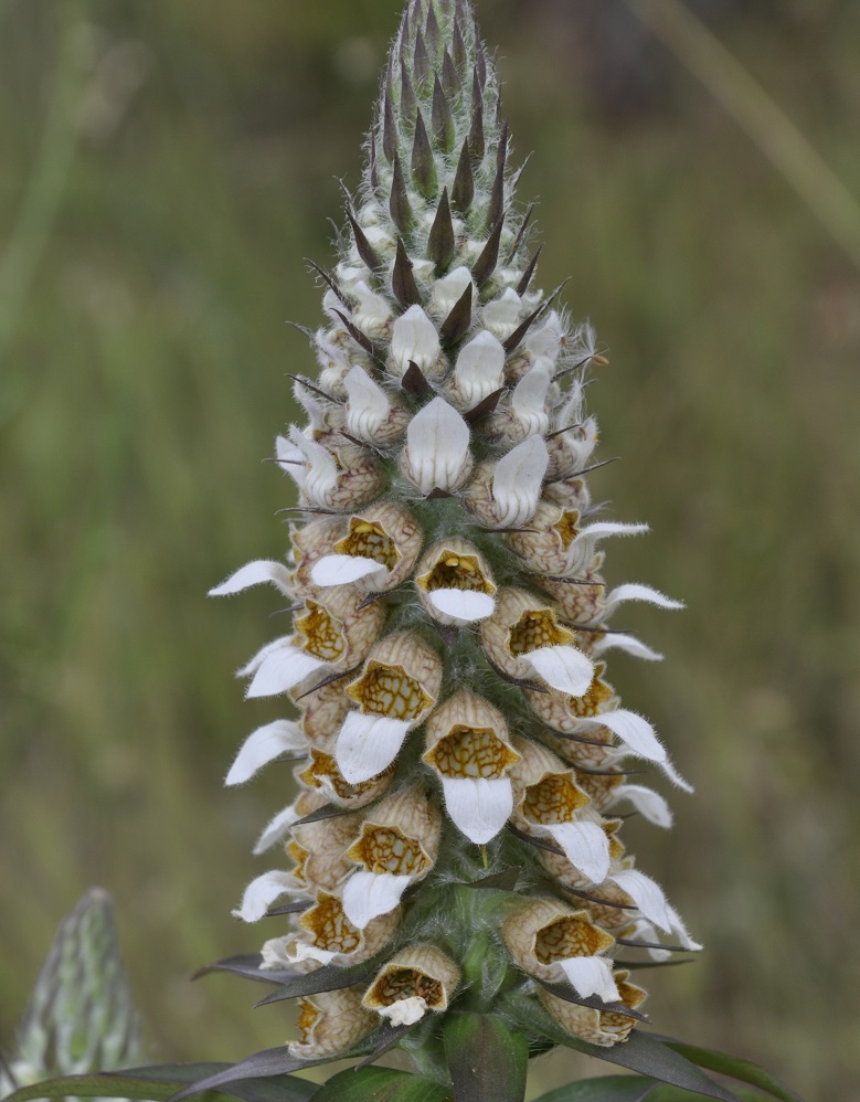 Изображение особи Digitalis lanata.