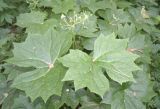 Diphylleia cymosa