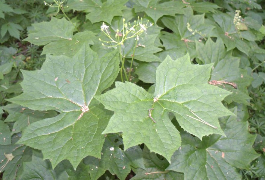 Изображение особи Diphylleia cymosa.