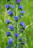 Echium vulgare. Часть побега с соцветиями. Московская обл., Истринский р-н, Павловская слобода. 20.06.2007.