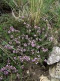 Thymus daghestanicus