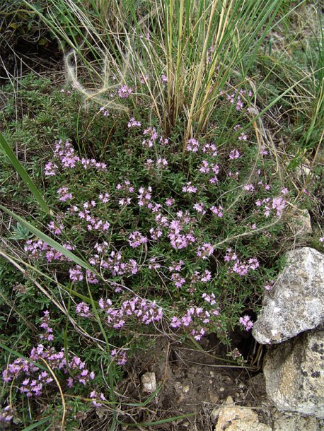 Изображение особи Thymus daghestanicus.