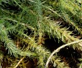 Hippuris vulgaris. Полёгшие побеги с развивающимися соцветиями. Германия, г. Дюссельдорф, Ботанический сад университета. 02.06.2014.
