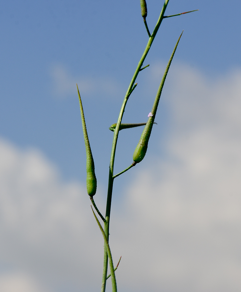 Изображение особи Raphanus rostratus.