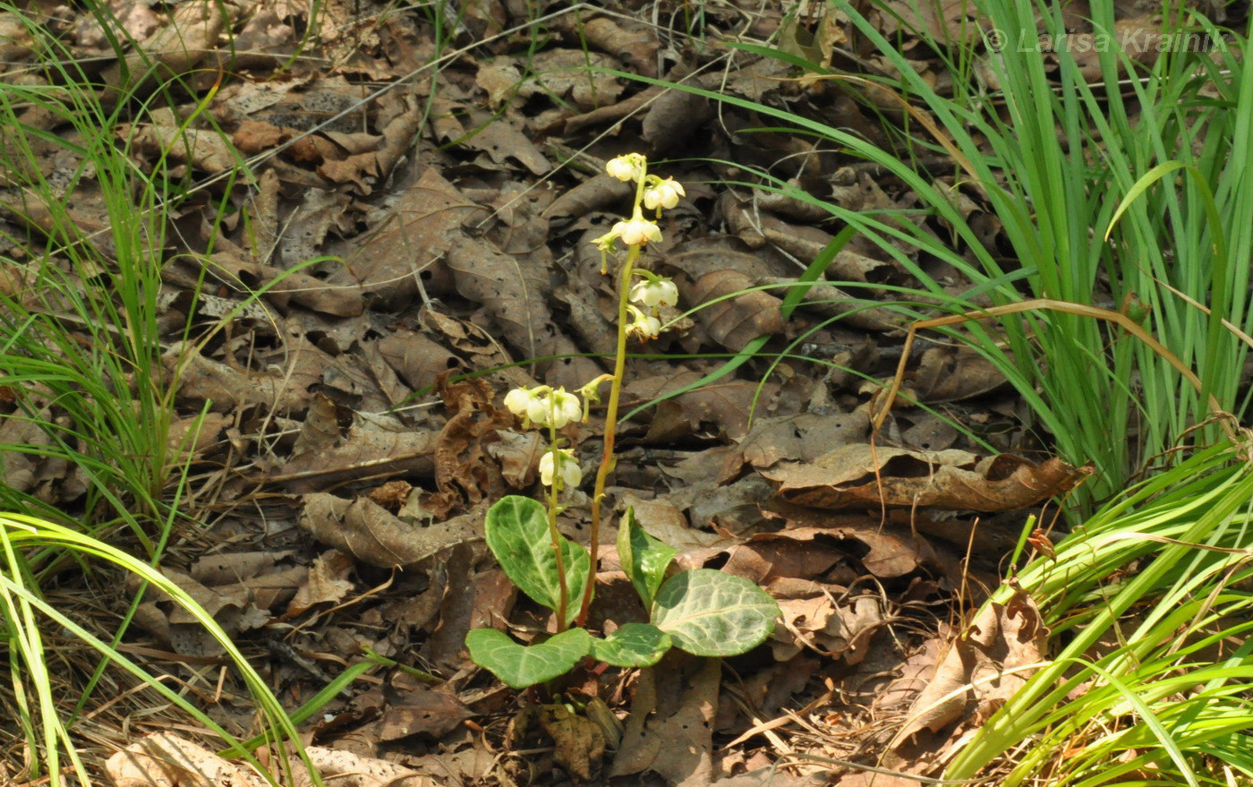 Image of Pyrola dahurica specimen.