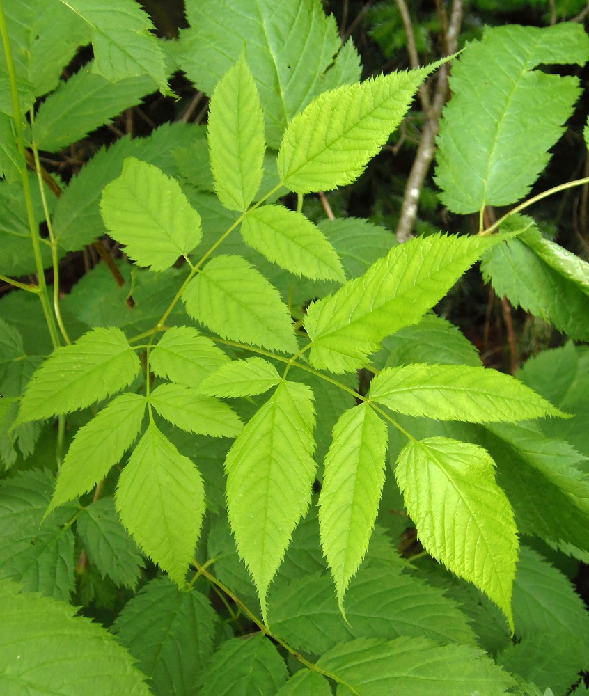 Изображение особи Aruncus sylvestris.