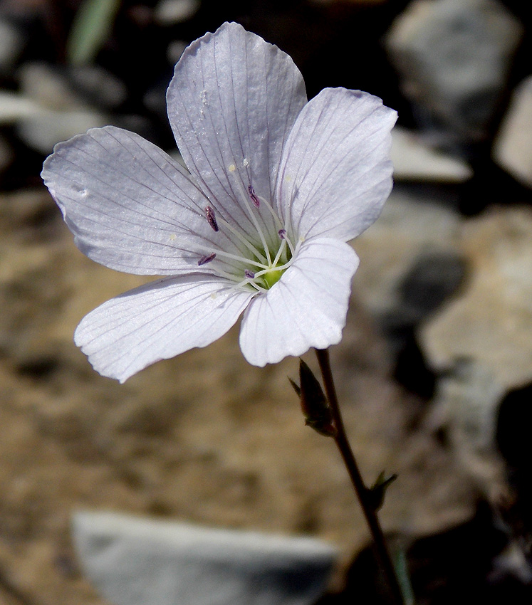 Image of Linum tenuifolium specimen.