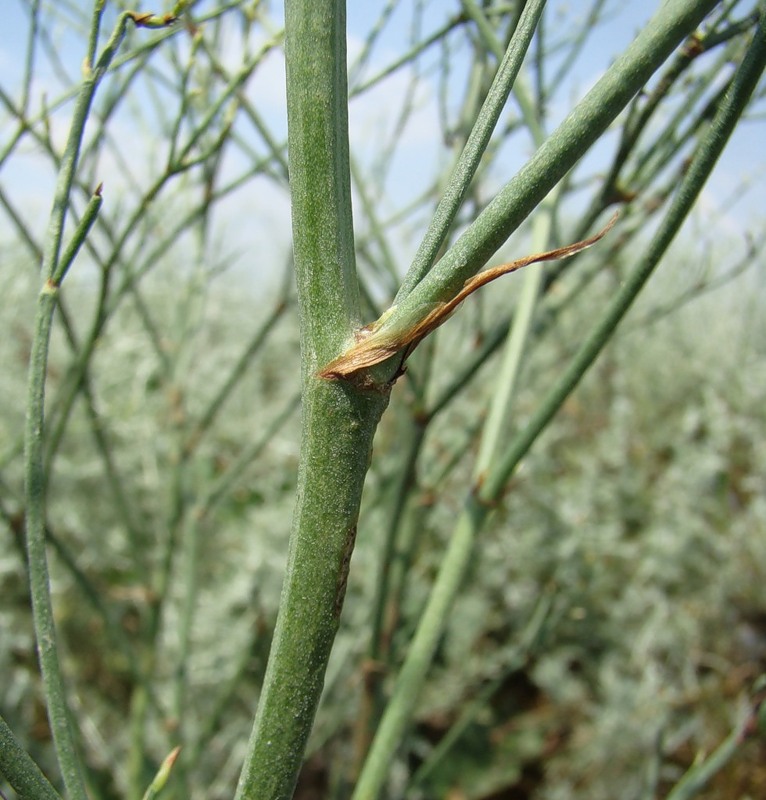 Image of Limonium scoparium specimen.